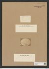 Coscinodiscus sp. (de-Toni-Nr.: Genus 202) Zeichnungen Sammlung Grunow Nr. 8929 (NHMW-BOT-W0378604)